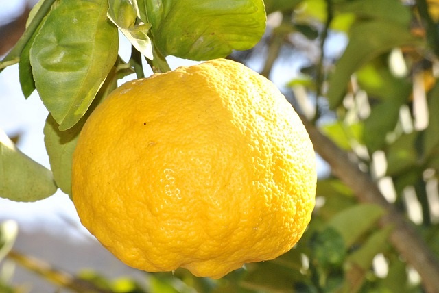 Citron husmorstips